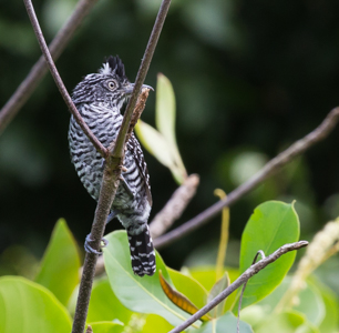 Barred Antshrike - Male